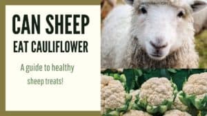 Can sheep eat cauliflower
