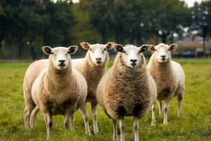 Cheviot sheep breed
