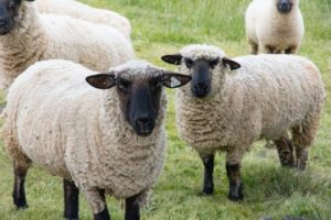 A flock of Suffolk sheep grazing