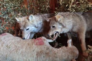 do wolves eat sheep