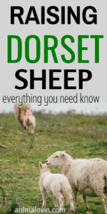raising dorset sheep
