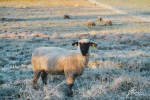 suffolk sheep breed in a farm