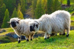 valais blacknose sheep in the alphs