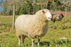 Targhee sheep in the field