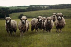 do dorper sheep have horns