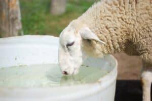 Sheep drinking water in a bucket at a farm