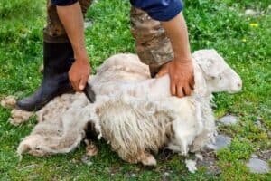 how to shear sheep with hand shears