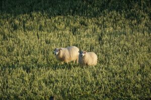 Icelandic sheep breed