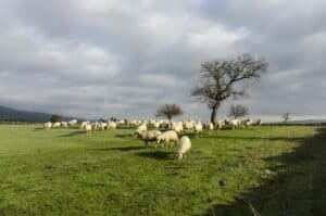 Lacaune Sheep Grazing