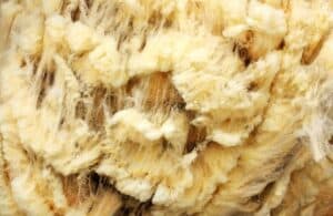 Recently sheared raw wool