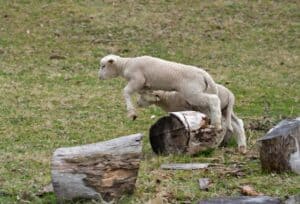Young lambs jumping in the air