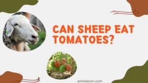 can i give my sheep tomatoes