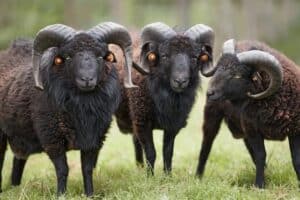 Male black Ouessant Sheep