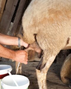 Milking sheep