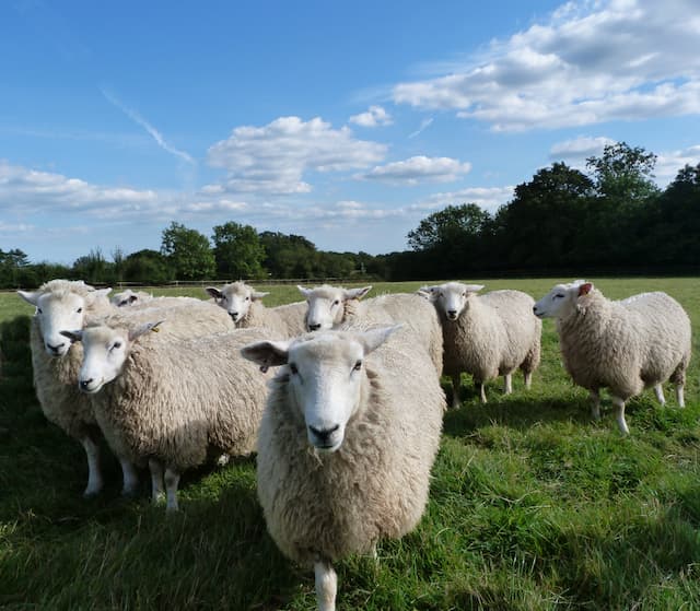 Romney sheep in the fields