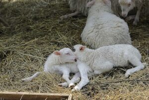 Sheep not feeding after lambing