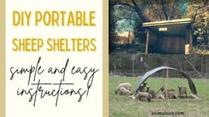 Simple DIY Mobile sheep shelters