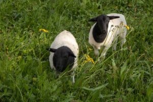 Dorper sheep in the grass