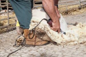 What is Shearing season in Australia